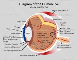 Pin On Eye Diagram