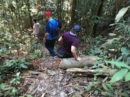 Since it's opening in 1986, it went through two name changes: The Hiking Trail Picture Of Taman Botani Negara Shah Alam Tripadvisor