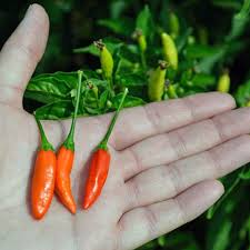 Image result for Capsicum frutescens