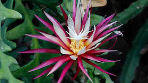 Epiphyllum oxypetalum atau bunga wijaya kusuma adalah bunga asli venezuela, america selatan yang kemudian berkembang. Mengenal Bunga Wijaya Kusuma Mitos Manfaat Perawatannya Rumah Com