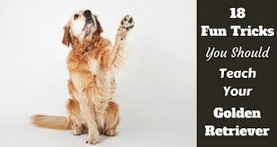 Repeat this until they understand that this action. 18 Fun And Unusual Tricks You Should Teach Your Golden Retriever