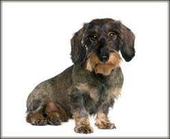 Dachshunds need regular checkups to keep them healthy. Learn More About Dachshund Colors