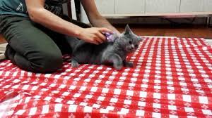 furminator kedi taragi youtube