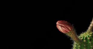 Discover the magic of the internet at imgur, a community powered entertainment destination. Blooming Cactus In 4k This Arkivvideomateriale 100 Royaltyfritt 10471994 Shutterstock