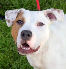 Pin On Animal Rescue
