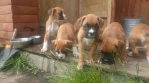 Boxer puppies, as the name may imply, are muscular and strong dog breeds that are extremely intelligent and adorable. Docked Boxer Puppies For Sale In Ireland About Dock Photos Mtgimage Org