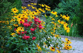 Does equally well as a formal edging plant or in a mass for groundcover effect. Grow Black Eyed Susan How To Plant Care For Rudbeckia Flowers Garden Design