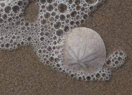 What Do You Find After A Storm Sand Dollar Sand Sea Shells