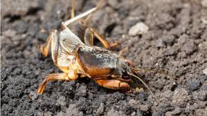 Gatunek wszystkożerny, zjada korzenie roślin (stąd nazwa), ale również bezkręgowce, głównie larwy innych owadów. Turkuc Podjadek Czy Jest Pod Ochrona Charakterystyka Pozywienie Ciekawostki Twojogrodek Pl