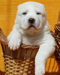 pin auf dog kennels ideas for commercial usages