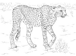 900x1101 free printable cheetah coloring pages for kids. Cheetah Coloring Page Free Printable C 2080582 Png Images Pngio