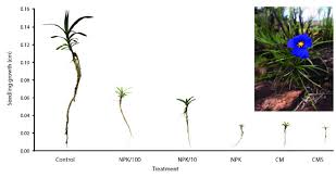 Image result for Velloziaceae