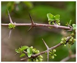 Image result for Vangueria