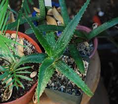 Image result for Aloe bukobana