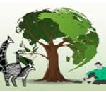 Image result for Lovoa swynnertonii