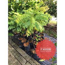 Paling best pokok belimbing buluh ni. Anak Pokok Belimbing Buluh Shopee Malaysia