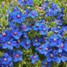 Image result for Anagallis barbata