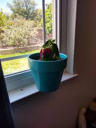 Want to grow coleus plants? Coleus Forum Drooping Coleus Garden Org