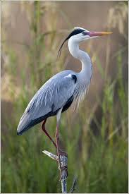 Blauwe Reiger Reigers Blauwe Reiger En Vogels In 2020 Vogel Als Haustiere Graureiher Ausgestopftes Tier