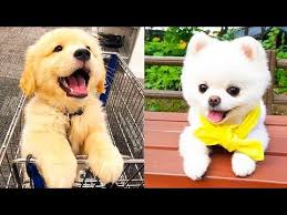 Baby Dogs Cute And Funny Dog Videos Compilation 2020 Youtube Funny Dog Videos Baby Dogs Dog Gifs
