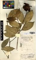 Image result for Garcinia huillensis