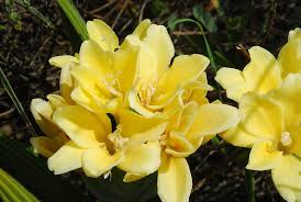 Image result for Babiana bainesii