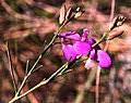 Image result for Polygala usafuensis