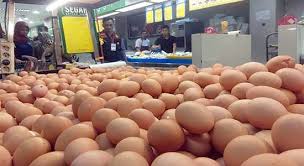 Pertanyaan yg sering diajukan khususnya peternak pemula perihal telur ayam produksi perdana atau telur ayam tembean apakah layak jika ditetaskan ? Harga Telur Terus Naik Radarsukabumi Com