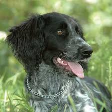 Image result for Malý münsterlandský ohař