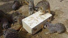 64 Reptile Encounters Ideas In 2021 Diy Bird Toys Bird Toys Parrot Toys