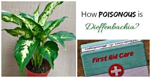 Dieffenbachia Poisoning How Toxic Is This Houseplant