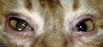 See a doctor as soon as possible. Treating Viral And Bacterial Conjunctivitis In Cats Medvet