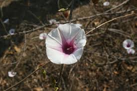 Image result for Ipomoea shirambensis