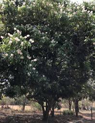 Image result for Craibia grandiflora