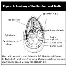 18 warning signs of testicular cancer: Diagnosis And Emergency Department Management Of Urologic Emergencies In The Male Patient Part I 2002 01 14 Ahc Media Continuing Medical Education Publishing