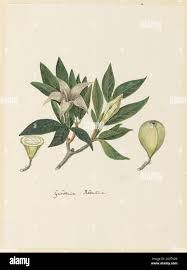 Image result for Rothmannia macrosiphon