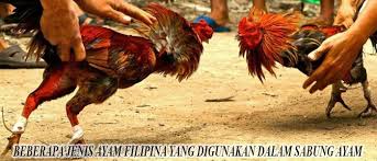 Asal usul ayam philipina & karakteristik gaya tarungnya 6 jenis asal usul ayam philipina & karakteristik gaya. Beberapa Jenis Ayam Filipina Yang Digunakan Dalam Sabung Ayam