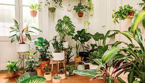 We did not find results for: La Belleza De La Decoracion Con Plantas De Interior Mi Casa Completa
