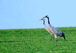 La grue cendrée est un oiseau magnifique, marchant de façon élégante dès qu'elle est au sol. La Grue Cendree Association Torcol