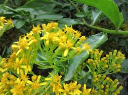 Image result for Senecio hadiensis