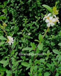 Image result for Melochia