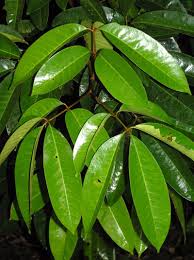 Image result for Meliaceae