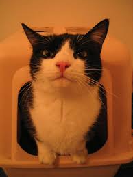 But what about when your cat or kitten isn't pooping properly? When Do Kittens Start Pooping The Complete Guide To Your Kitten S First Poop Cycle