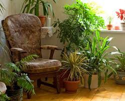 Check spelling or type a new query. Living Room Houseplants Tips On Growing Plants In The Living Room