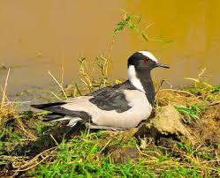 Birds Of South Africa Pictures And Names A Blacksmith Lapwing Also Found On The Banks Of The Chobe In Botswana 2011 South African Birds Sea Birds Beautiful Birds