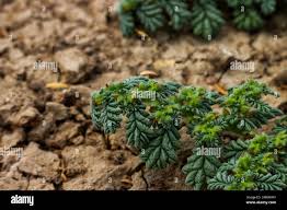 Image result for Coldenia procumbens