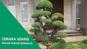 Sebab pohon tabebuya memiliki bunga yang sangat indah dan menawan. Cemara Udang Desain Taman Minimalis Depan Rumah Dengan Pohon Cemara Udang Youtube
