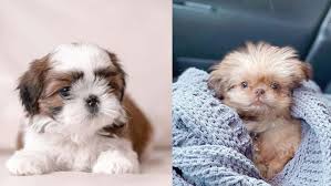 Shitzu puppies cute puppies cute dogs puppys. Shih Tzu Colors Complete List Of All Recognized Coat Colors