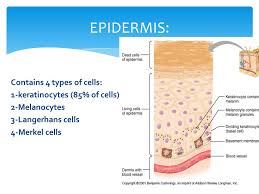 The epidermis is our outermost layer of skin, and can vary in thickness from 0.05 mm (eyelids) to over 1.5 mm the layers of the epidermis the epidermis is separated from the dermis by a basement. What Are The 4 Cell Types In The Epidermis