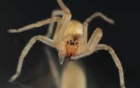 Image result for yellow sac spider bite skin